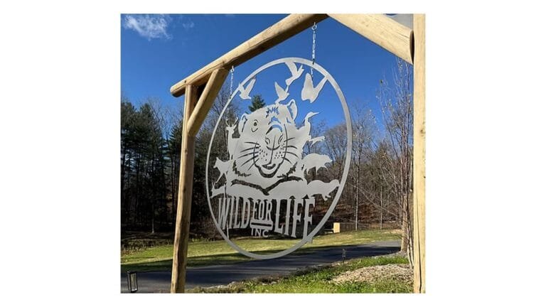 Wild for Life Inc. and the Power of Compassionate Wildlife Rehabilitation